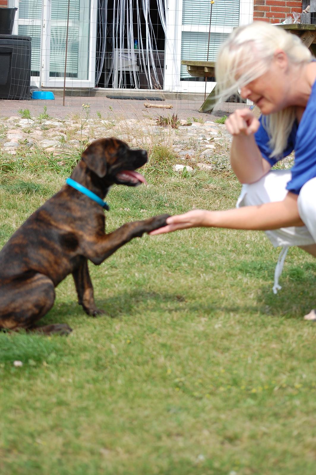 Blanding af racer Ronja<3 - Pote Ronja, Dygtig billede 10