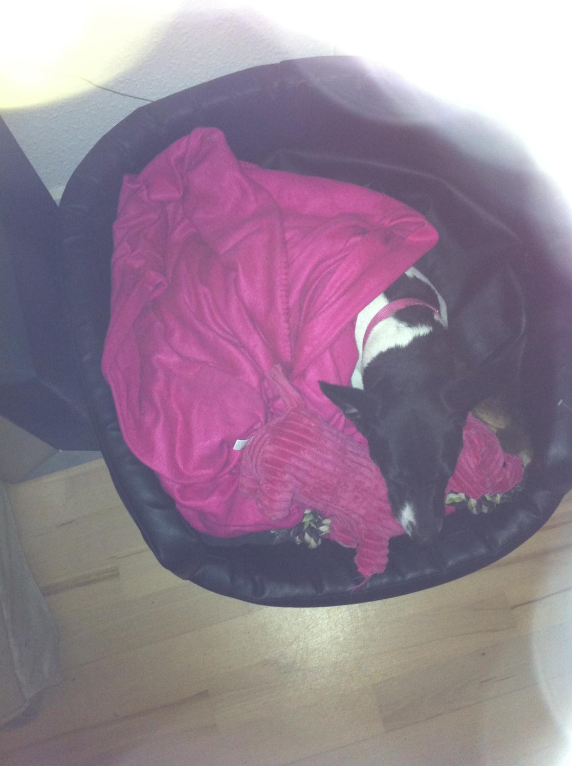 Blanding af racer Pelle - Pelle putter med hendes nye ven "Gravhunden Pink" i hendes kurv billede 1