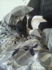 Blanding af racer Pelle - Efter en lang nat med at holde øje med de fulde folk på gaden er det nu dejligt at putte med mors dyne på sofaen billede 2