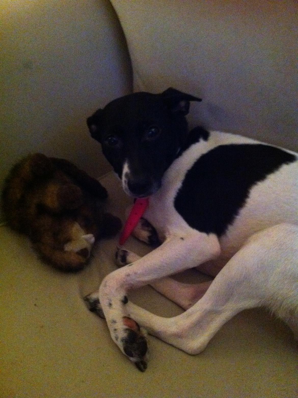 Blanding af racer Pelle - Pelles yndlings legetøj "Bæveren" må INGEN lege med billede 3