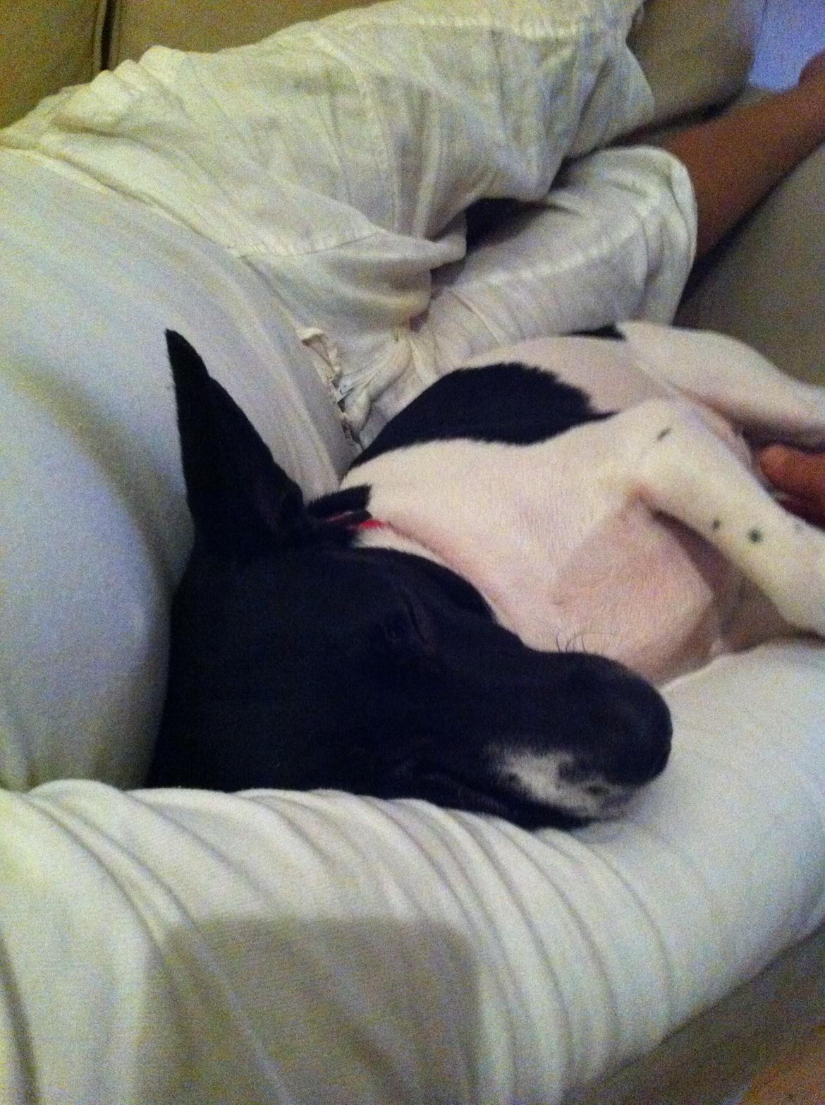 Blanding af racer Pelle - Der findes ikke noget bedre end at putte i armene på andre så sover Pelle nemlig bedst billede 4