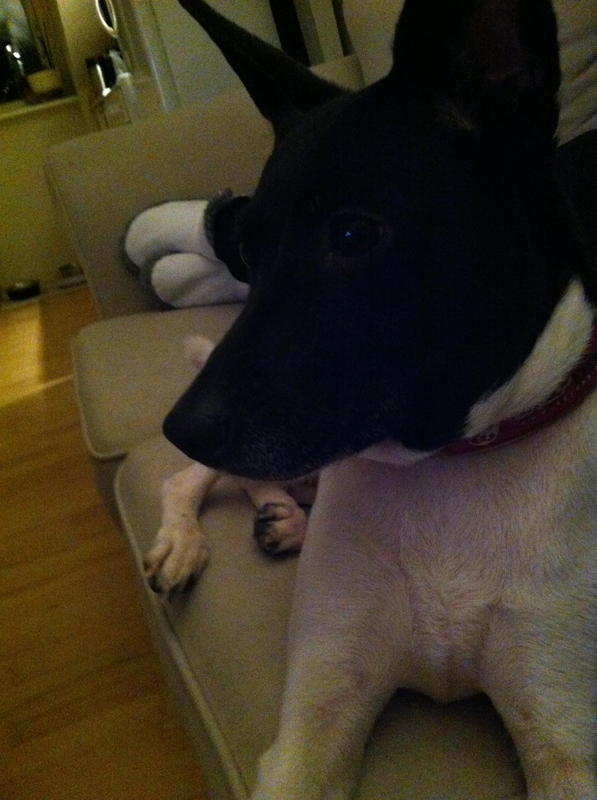 Blanding af racer Pelle - At ligge ved siden af "mor" er noget af det bedste der findes, men hun vil nu helst have sofaen for sig selv  billede 5