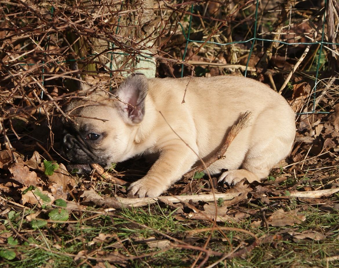 Fransk bulldog Siff - Ligger under busken og nyder forårs solen billede 8