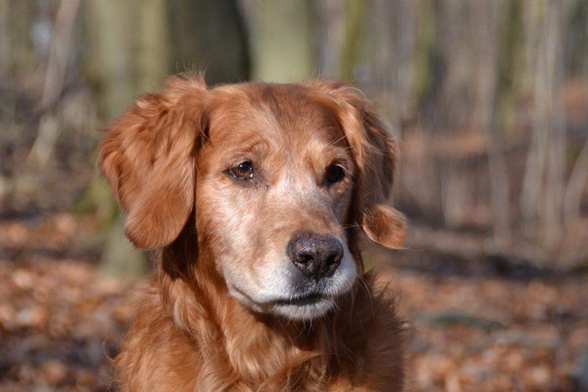 Golden retriever Tjapper - Foto: Isa Edelbo billede 2