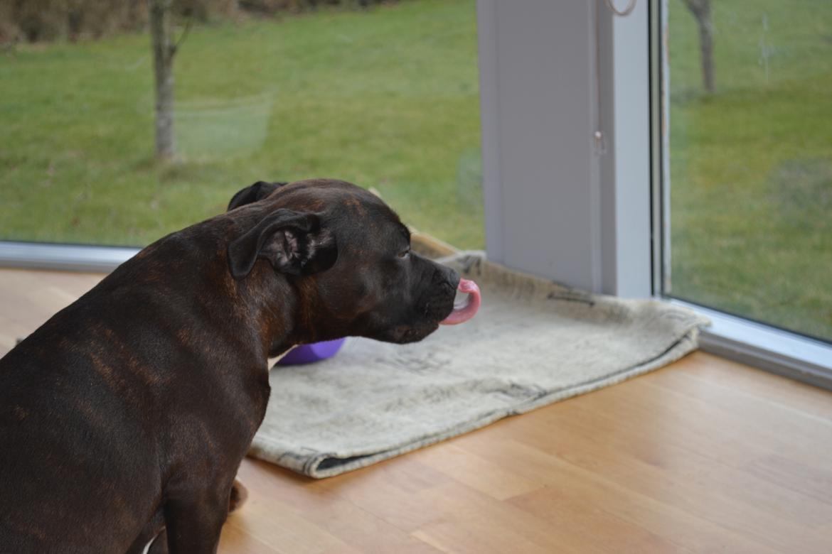 Staffordshire bull terrier Chili - Chili i stuen d. 19/2-2012 billede 6