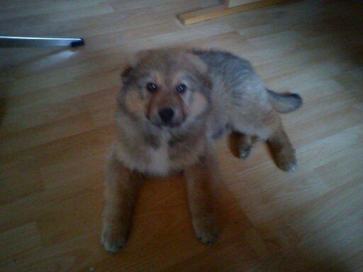 Blanding af racer <3 Bølle <3 billede 2