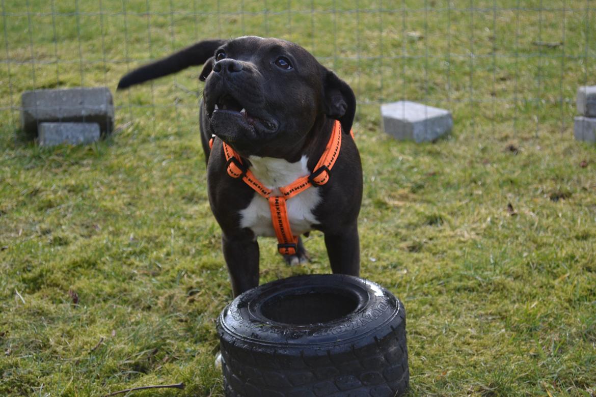 Staffordshire bull terrier Chili - Chili i haven d. 19/2-2012 billede 7