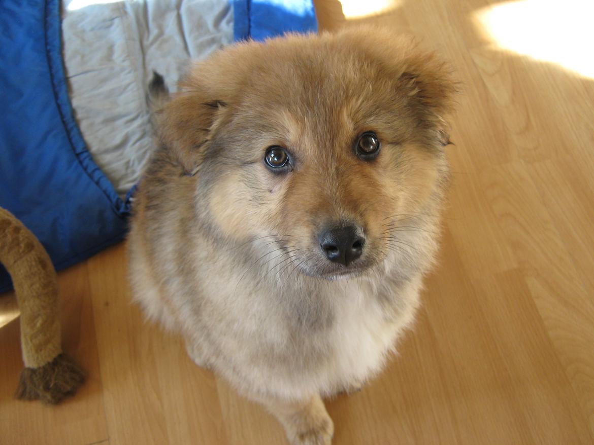 Blanding af racer <3 Bølle <3 billede 3