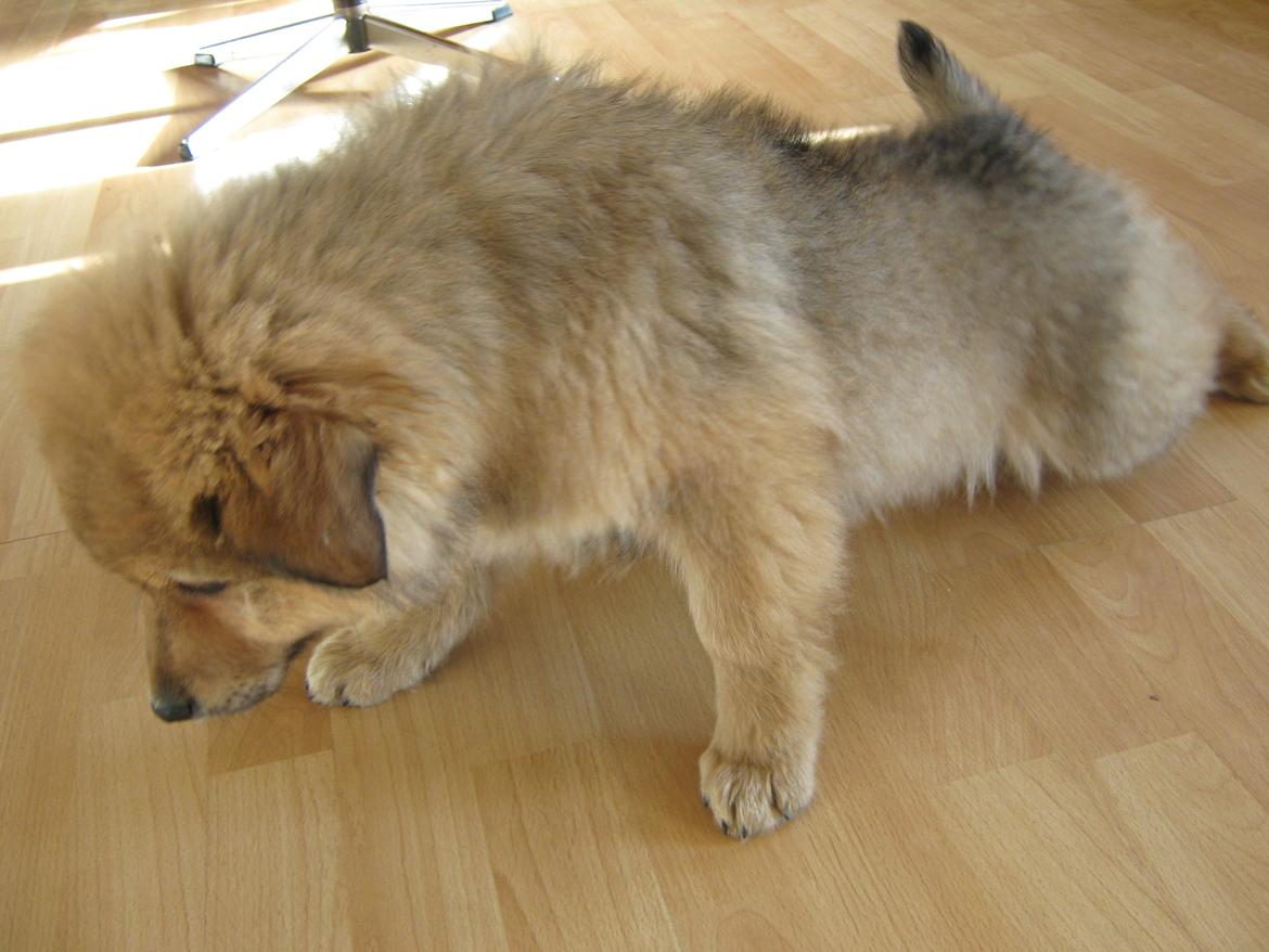 Blanding af racer <3 Bølle <3 billede 4