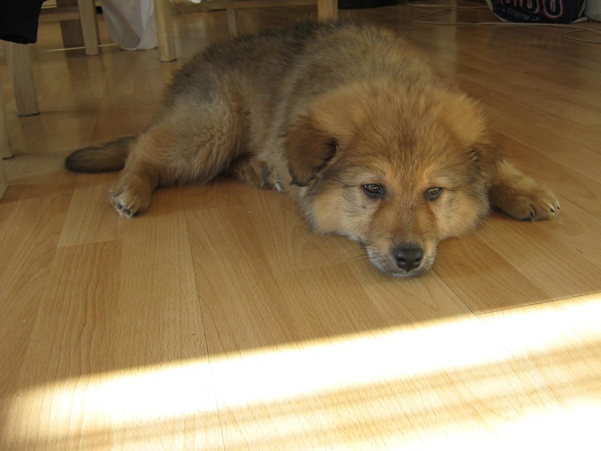 Blanding af racer <3 Bølle <3 billede 5