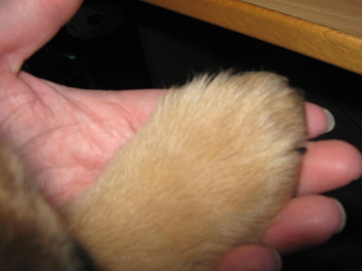 Blanding af racer <3 Bølle <3 billede 6