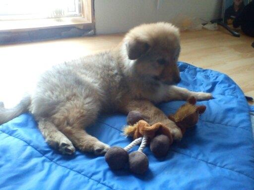 Blanding af racer <3 Bølle <3 billede 7