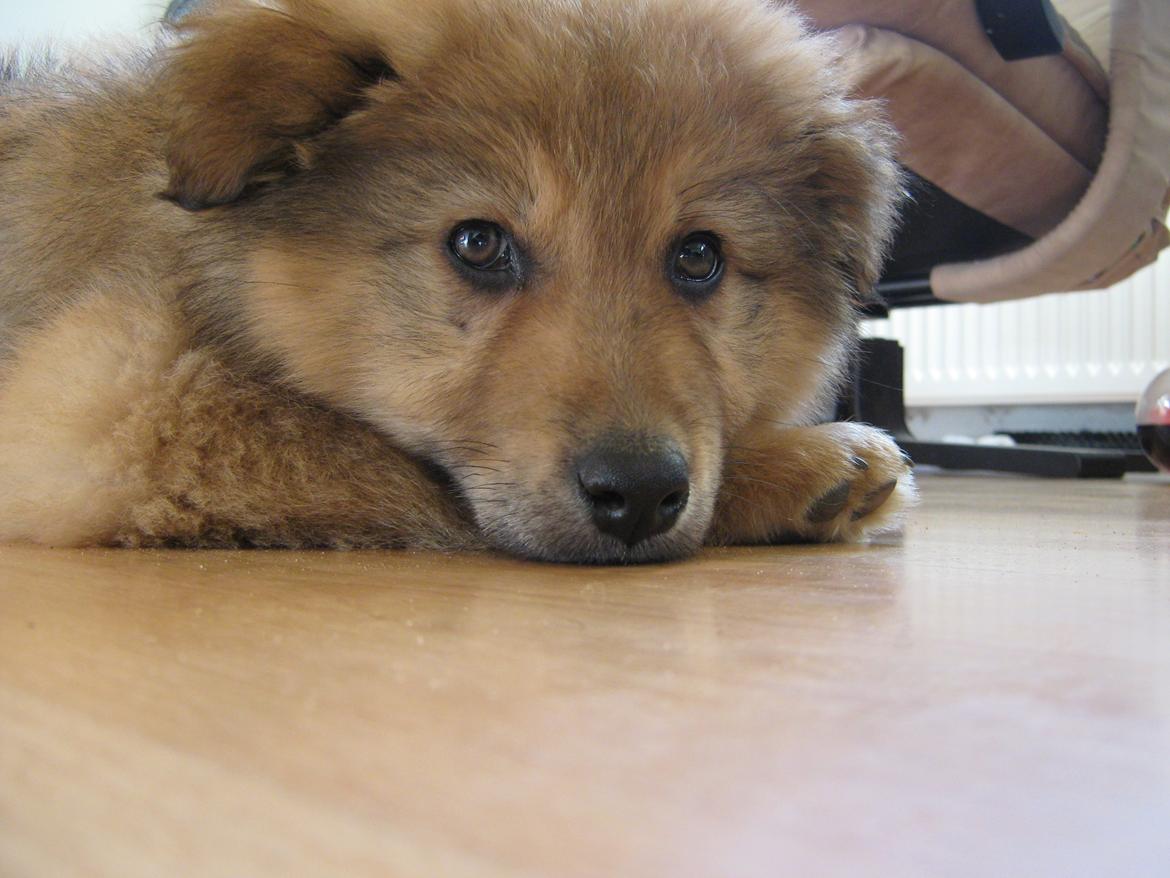 Blanding af racer <3 Bølle <3 billede 1