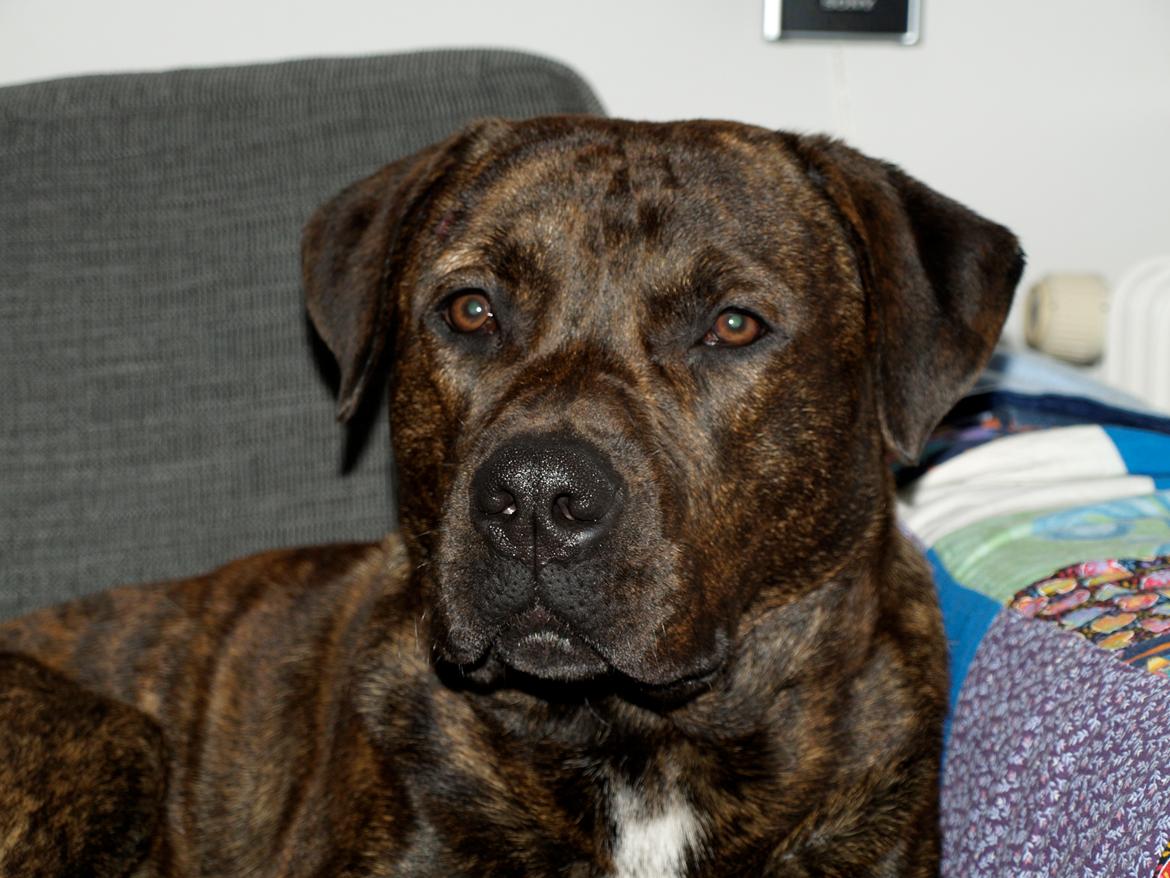 Blanding af racer lucky billede 6