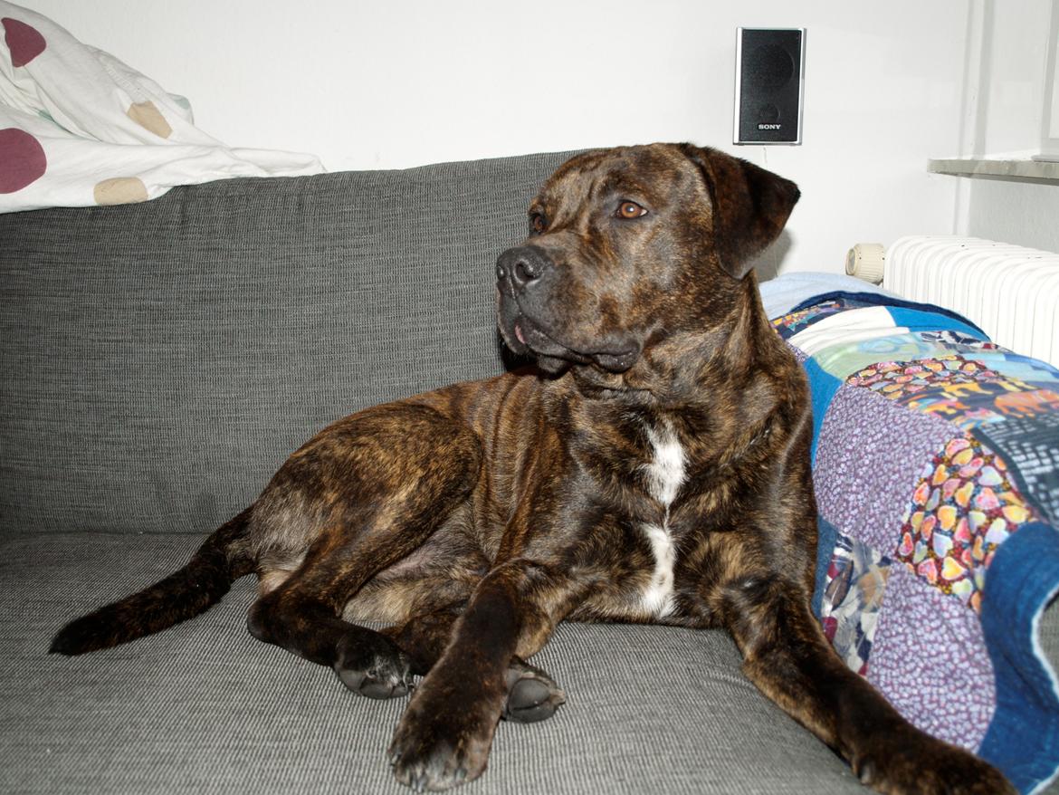 Blanding af racer lucky billede 7