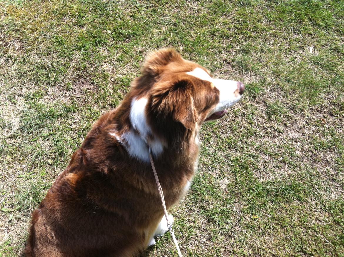 Australian shepherd Aussie billede 11