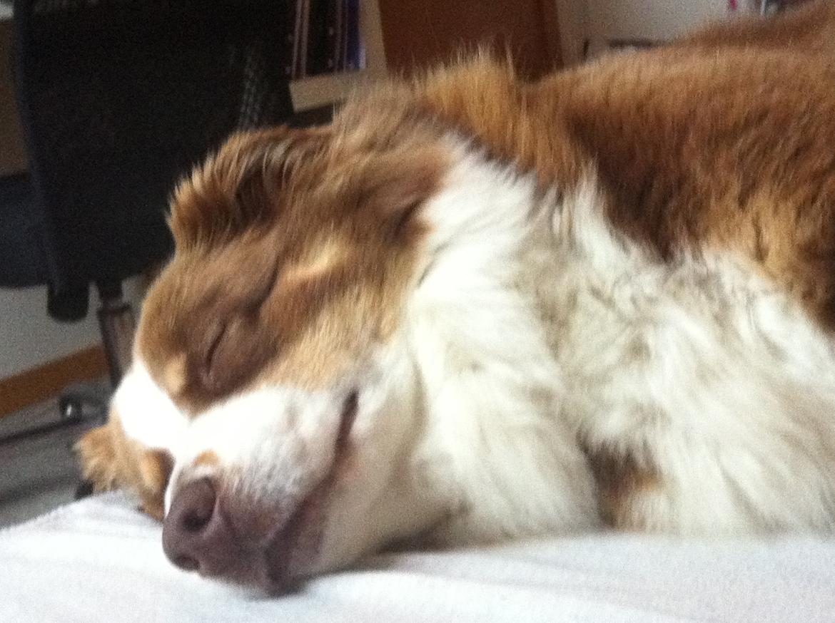 Australian shepherd Aussie - Kold før 12, på mit værelse :D billede 6