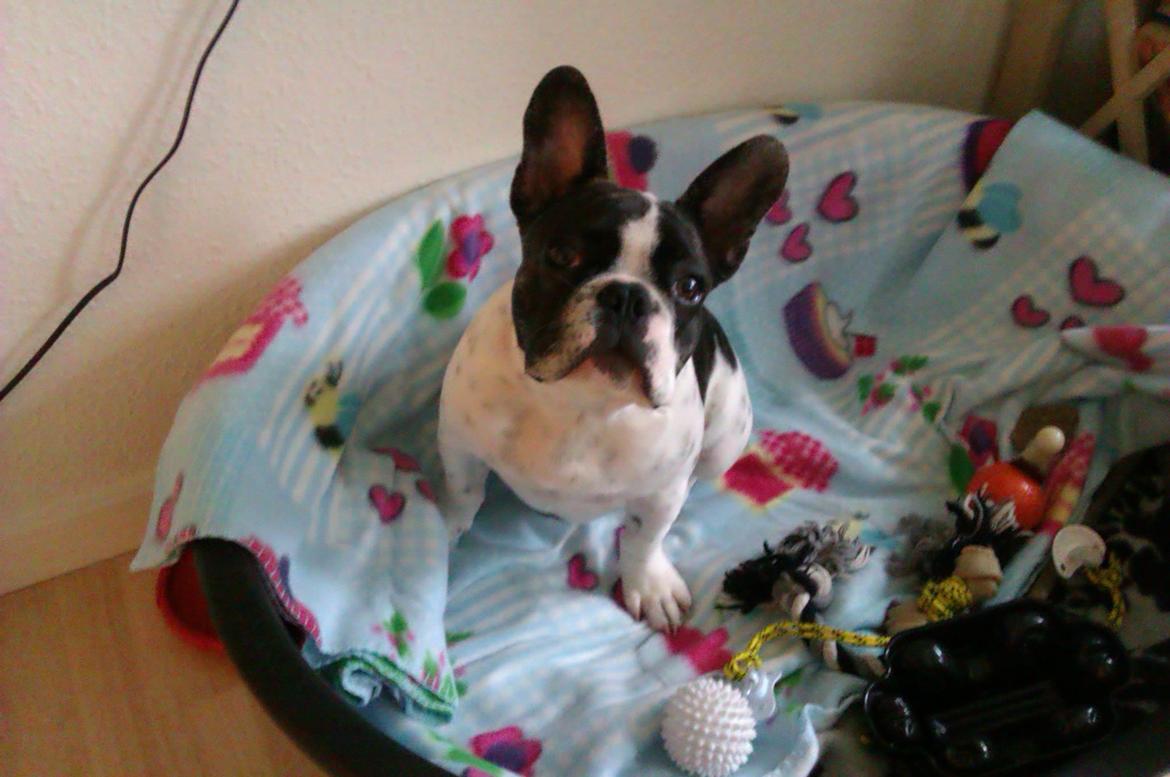 Fransk bulldog Gimli billede 1