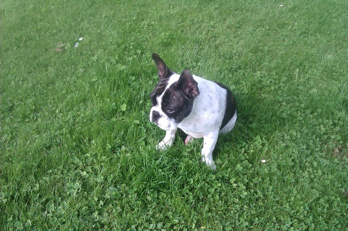 Fransk bulldog Gimli billede 3