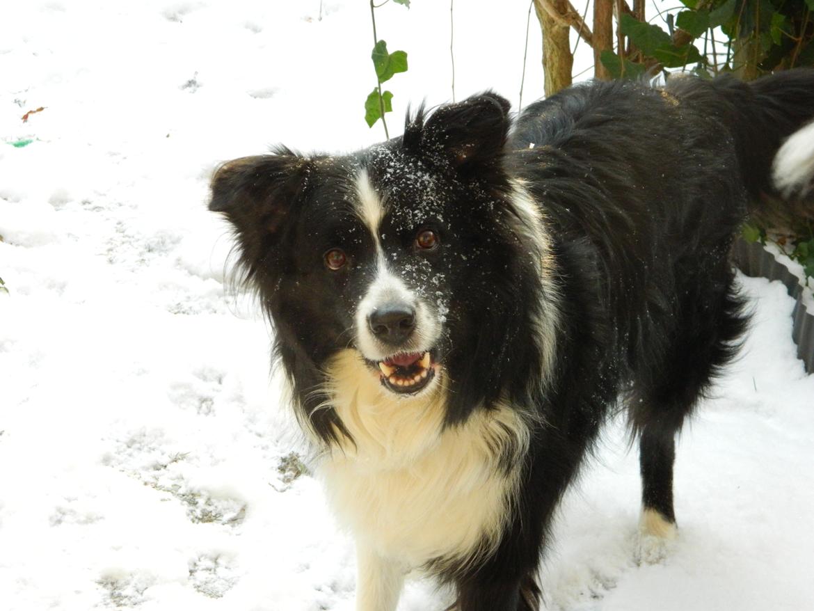 Border collie ****** Kian star bright Robin (Lucky) billede 12