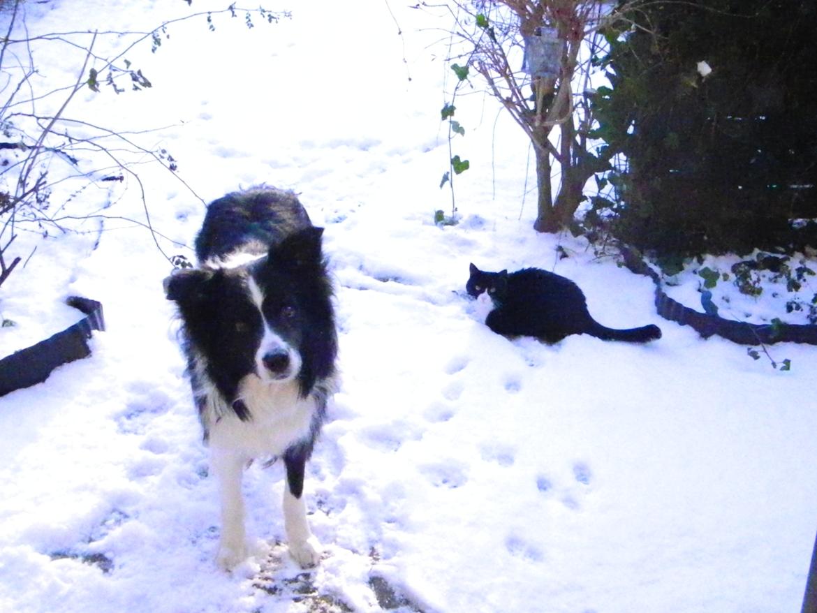 Border collie ****** Kian star bright Robin (Lucky) billede 13