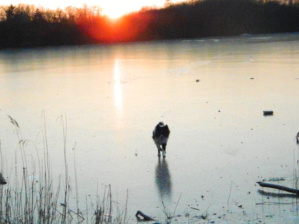 Border collie ****** Kian star bright Robin (Lucky) billede 14