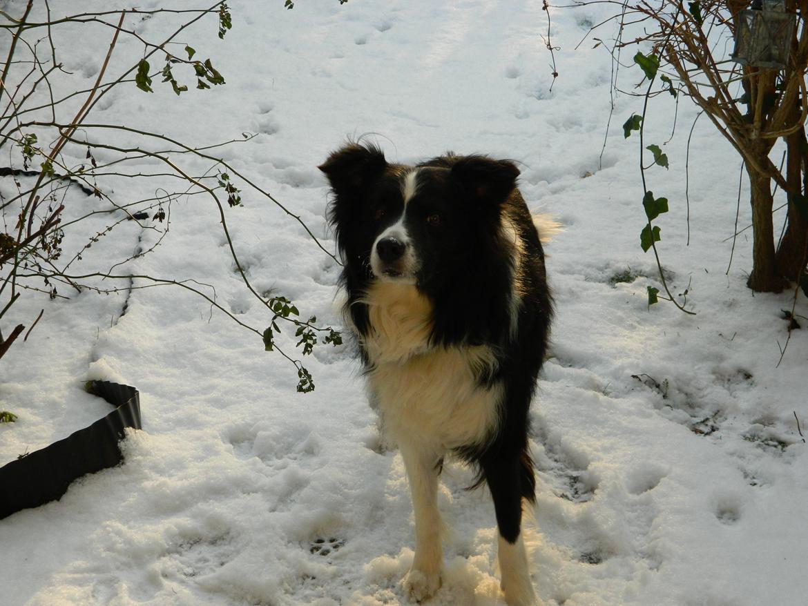 Border collie ****** Kian star bright Robin (Lucky) billede 15