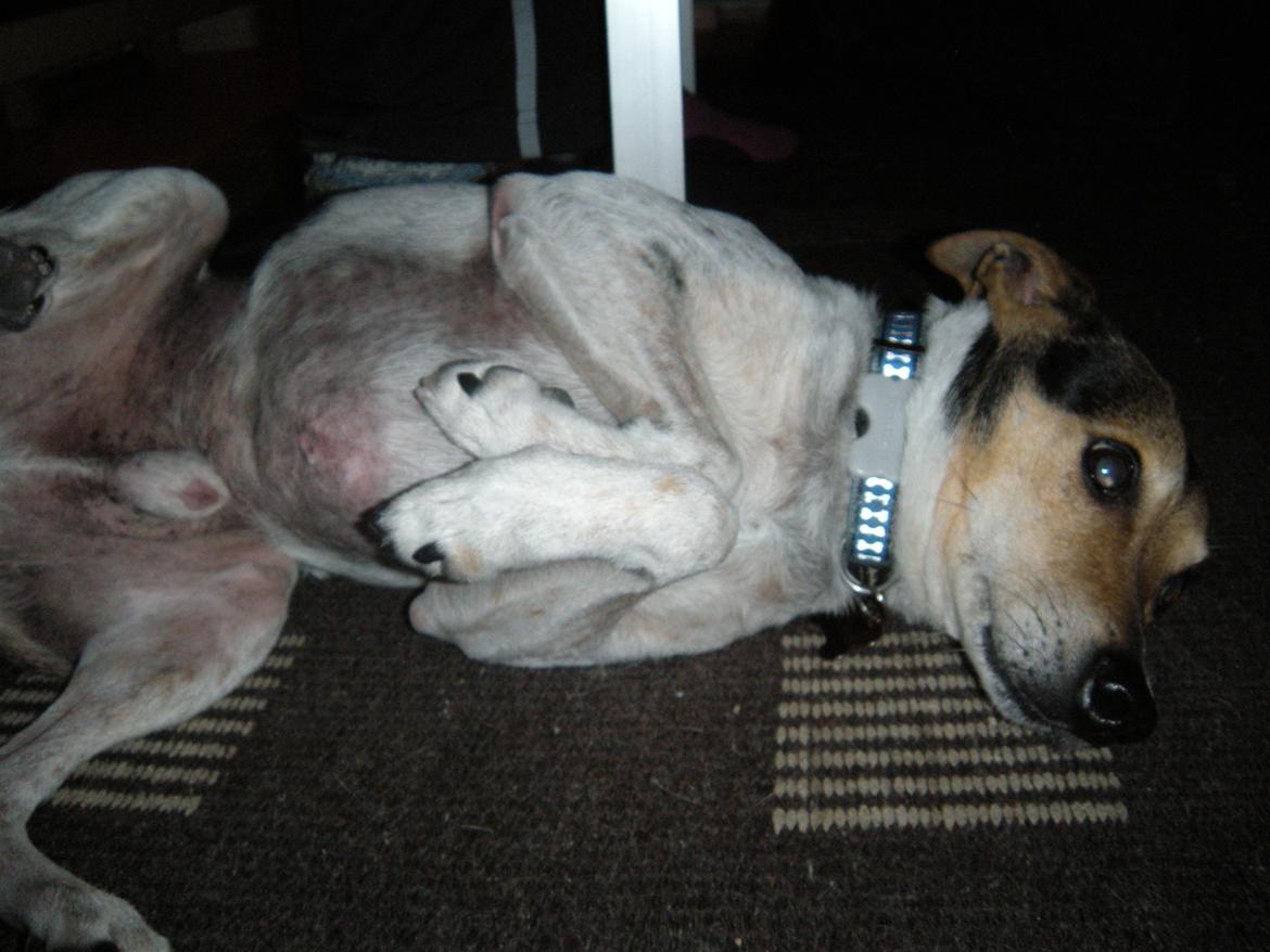 Dansk svensk gaardhund Sofus billede 5