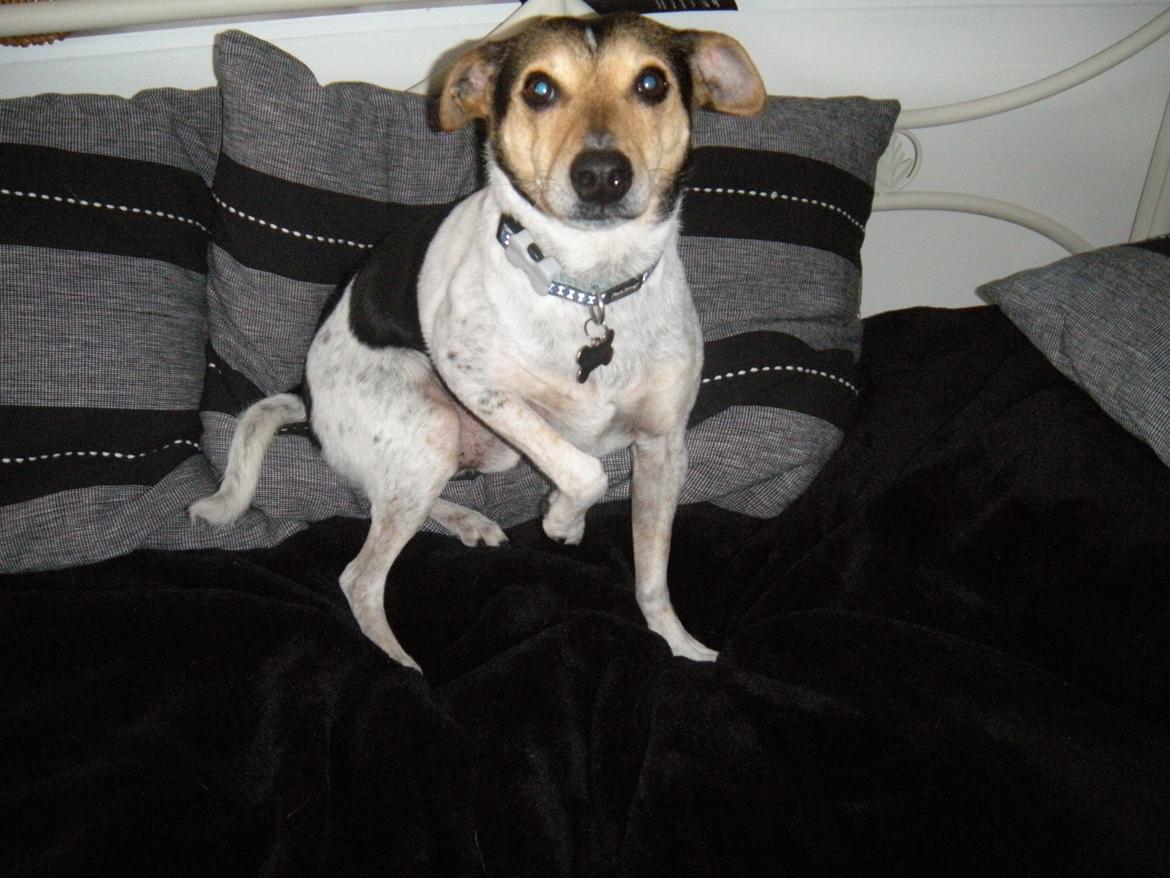 Dansk svensk gaardhund Sofus billede 6