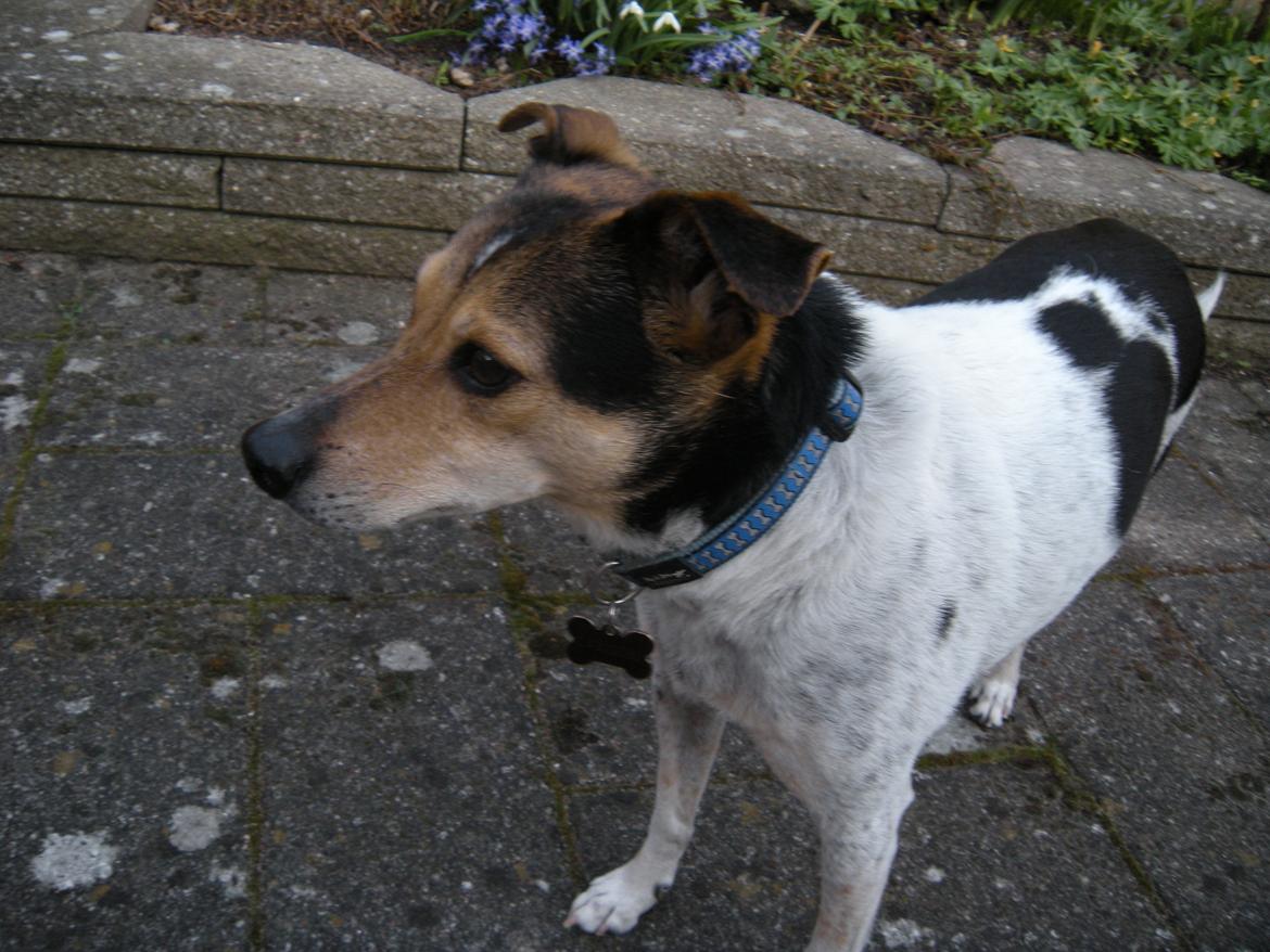 Dansk svensk gaardhund Sofus billede 7