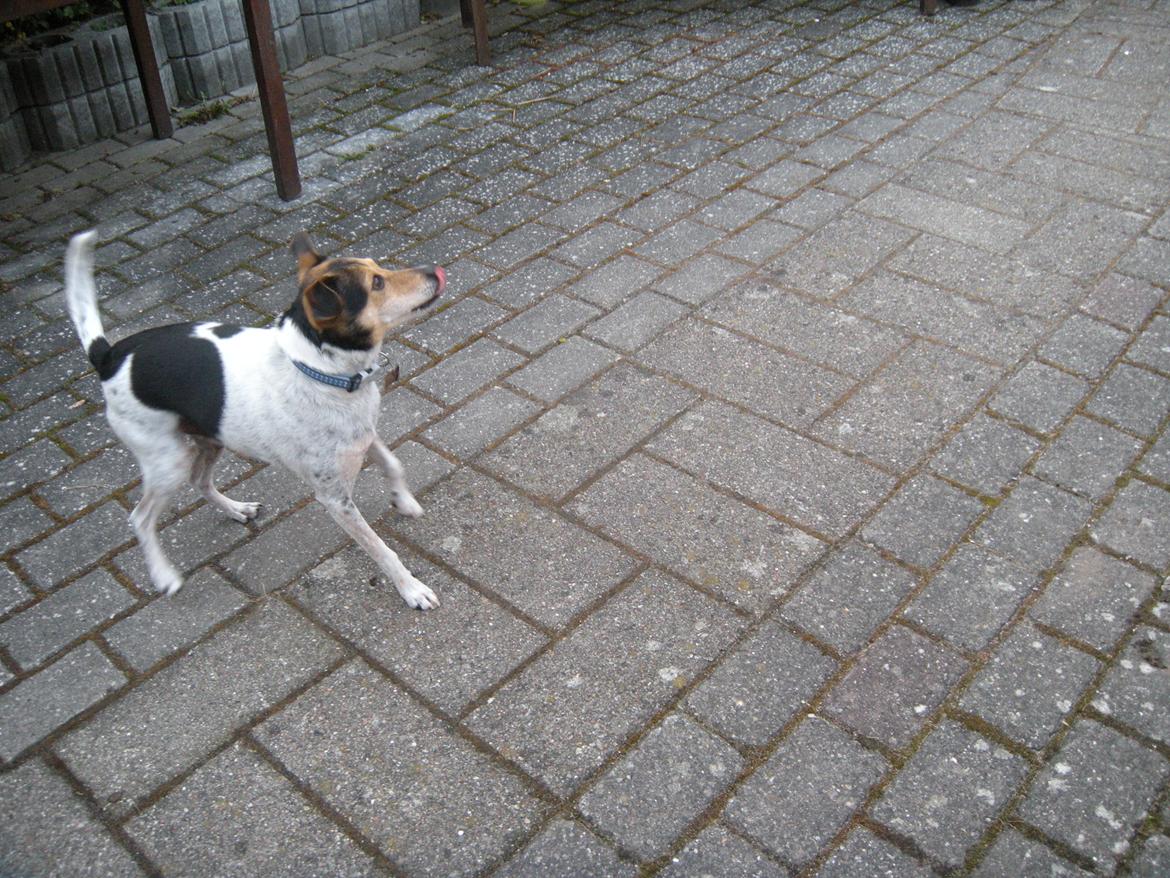 Dansk svensk gaardhund Sofus billede 8