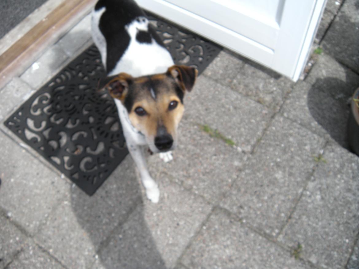 Dansk svensk gaardhund Sofus billede 9