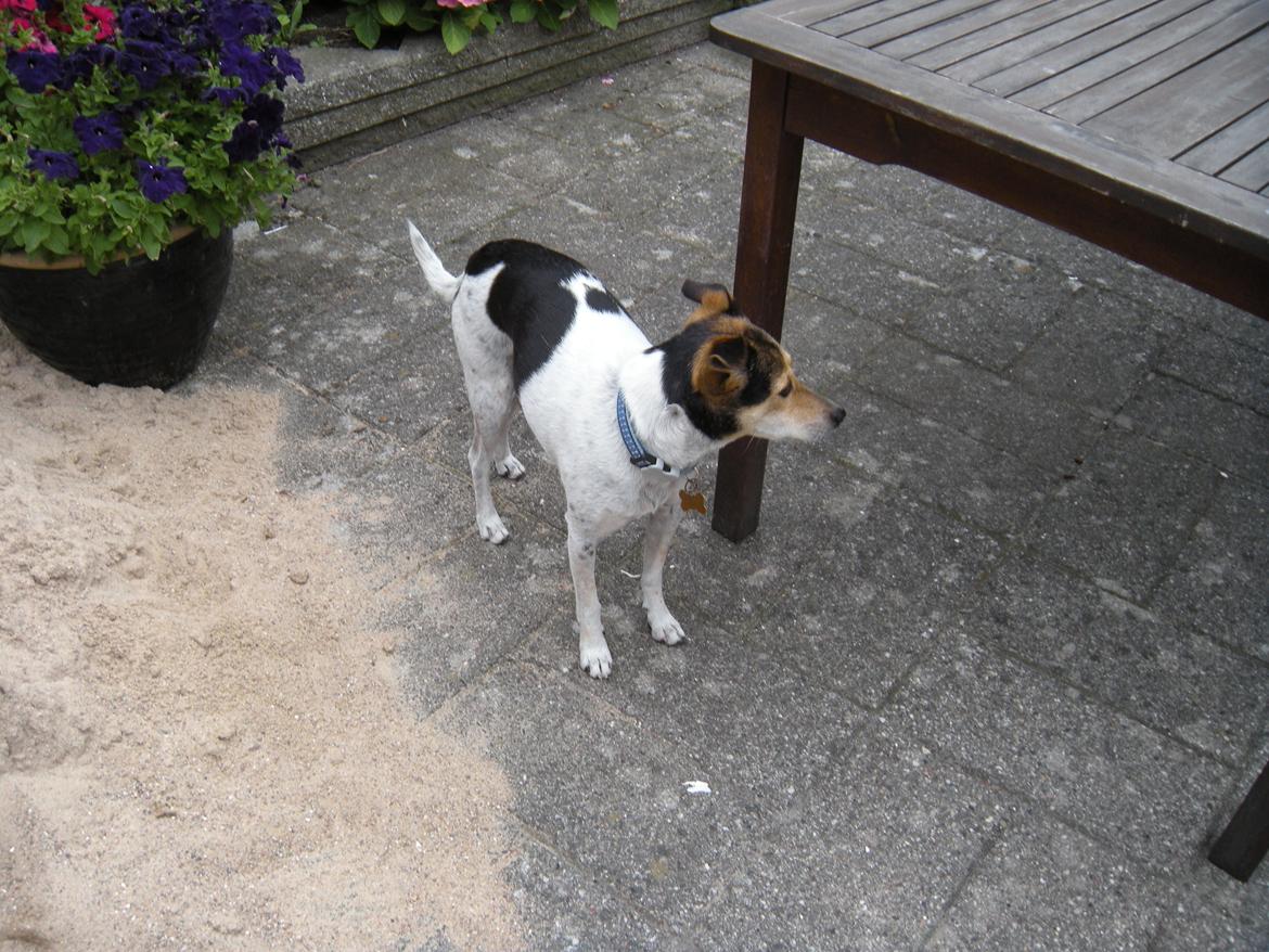 Dansk svensk gaardhund Sofus billede 10