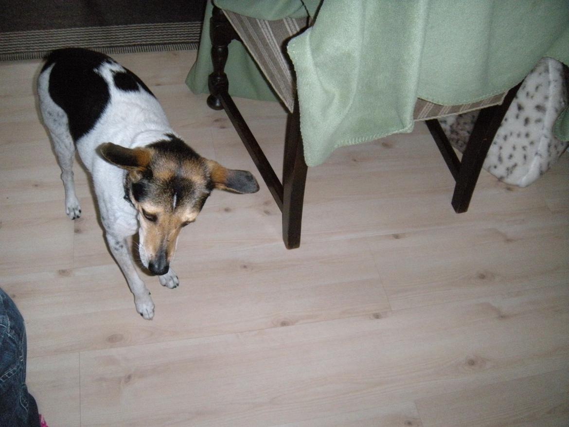 Dansk svensk gaardhund Sofus billede 11