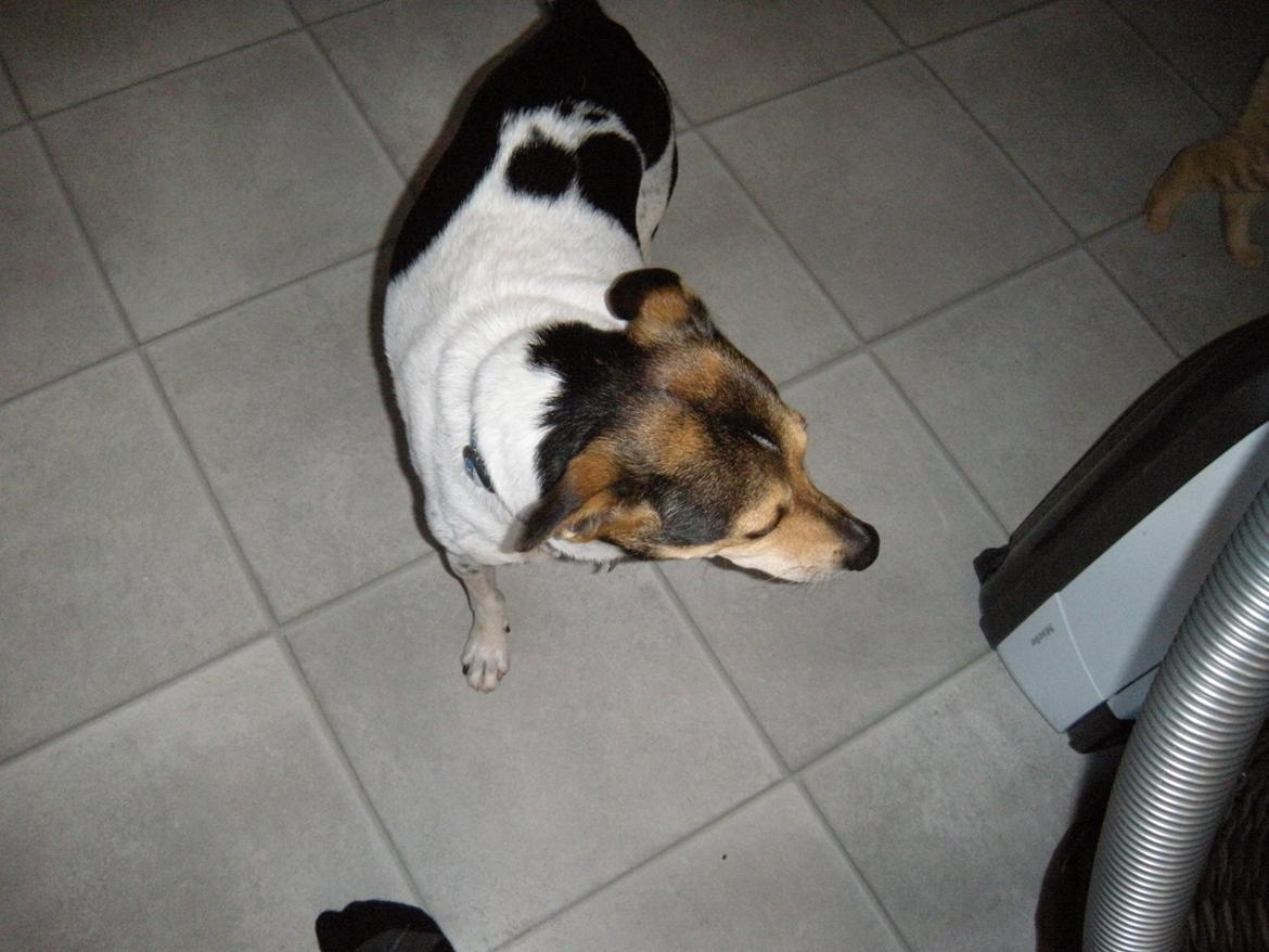 Dansk svensk gaardhund Sofus billede 12