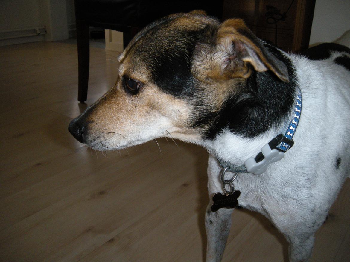 Dansk svensk gaardhund Sofus billede 13