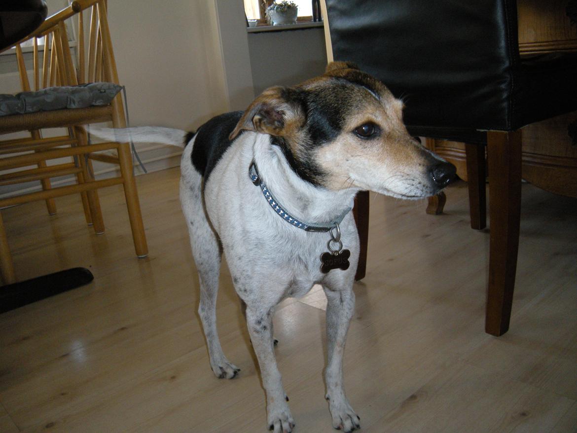 Dansk svensk gaardhund Sofus billede 14