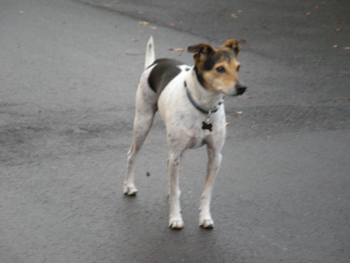 Dansk svensk gaardhund Sofus billede 15