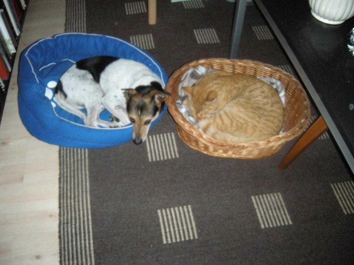 Dansk svensk gaardhund Sofus billede 16