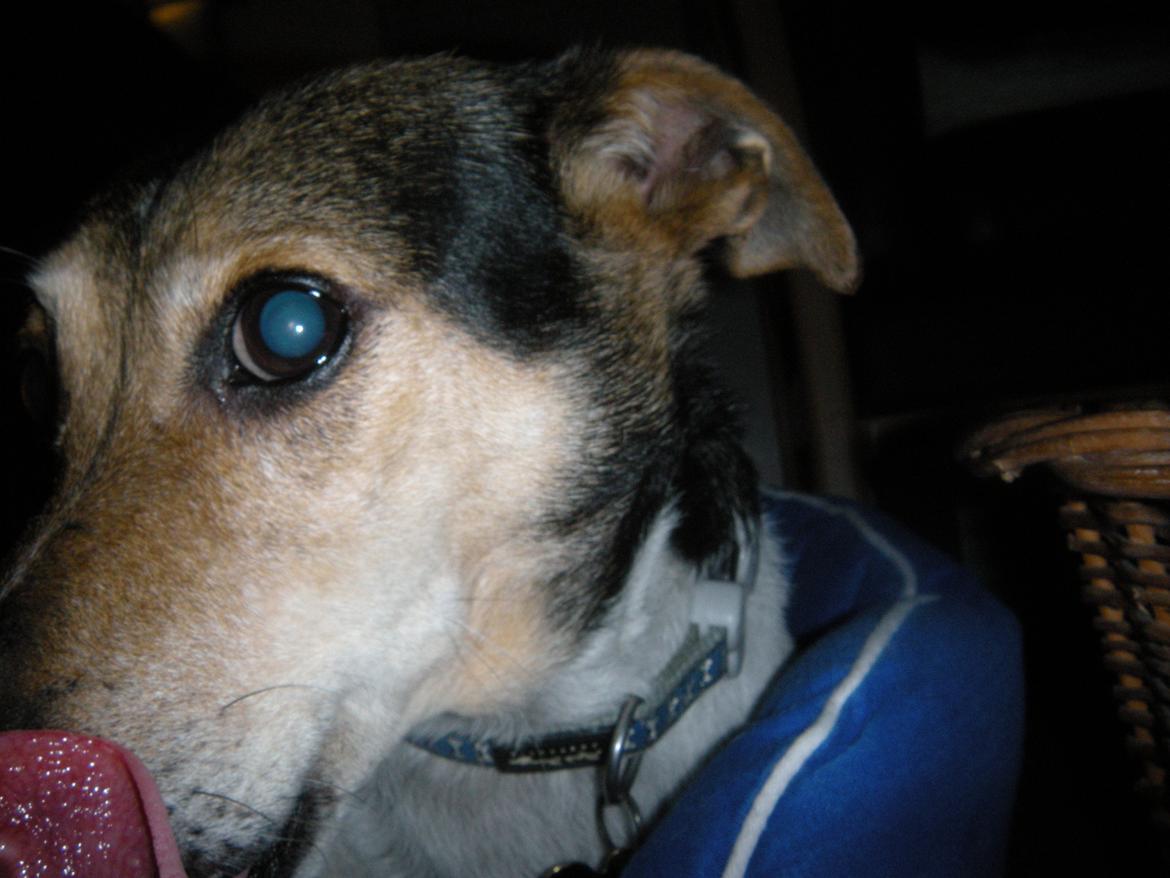 Dansk svensk gaardhund Sofus billede 17