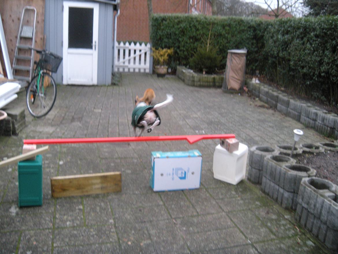 Dansk svensk gaardhund Sofus billede 18