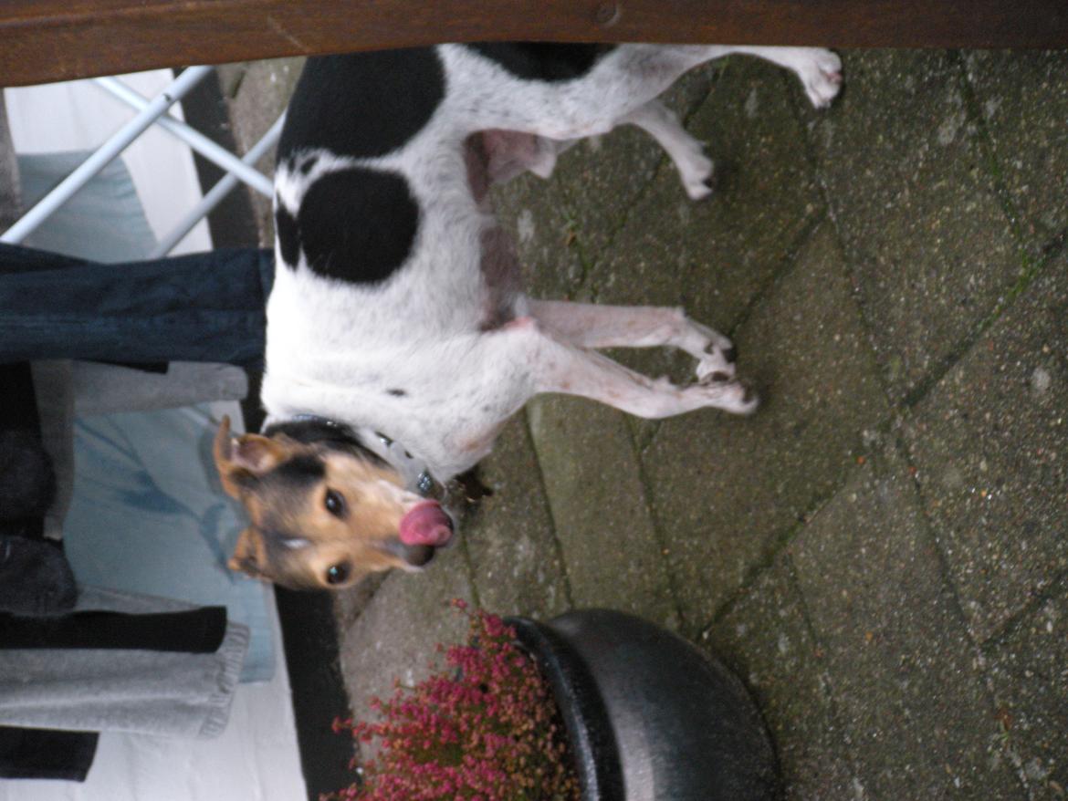 Dansk svensk gaardhund Sofus billede 19