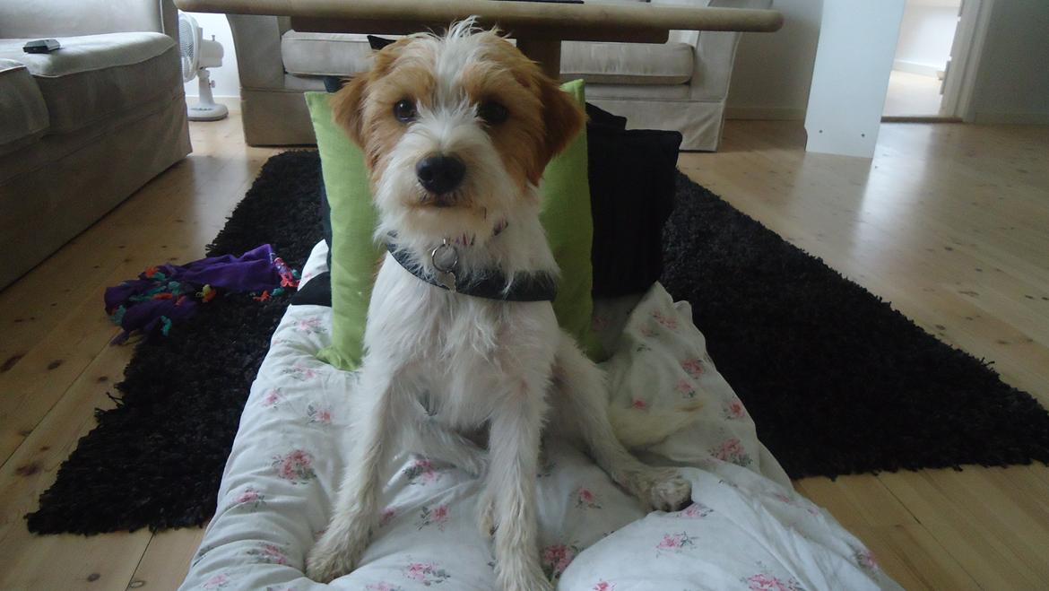 Kromfohrländer Betty billede 2