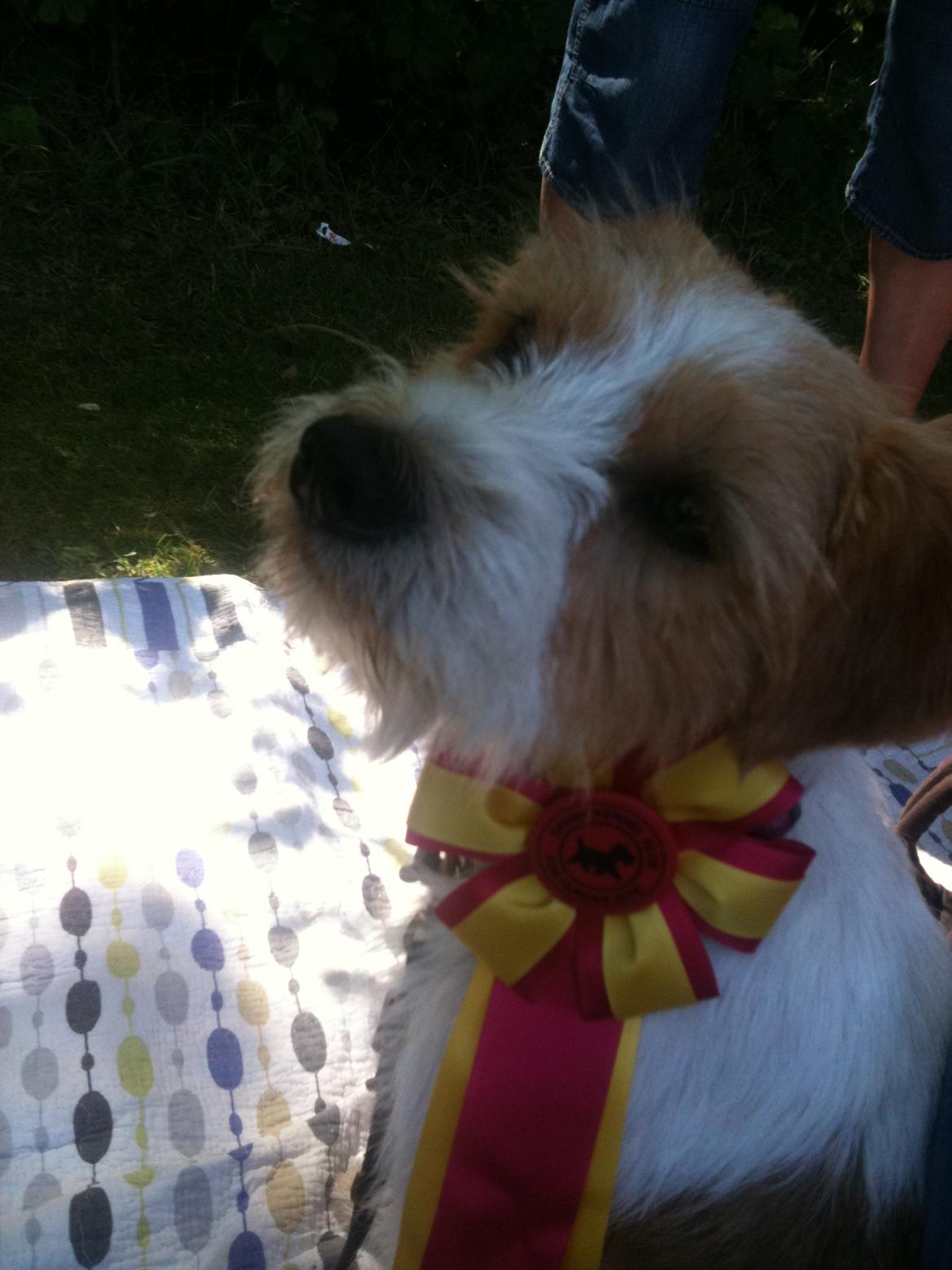 Kromfohrländer Betty billede 1