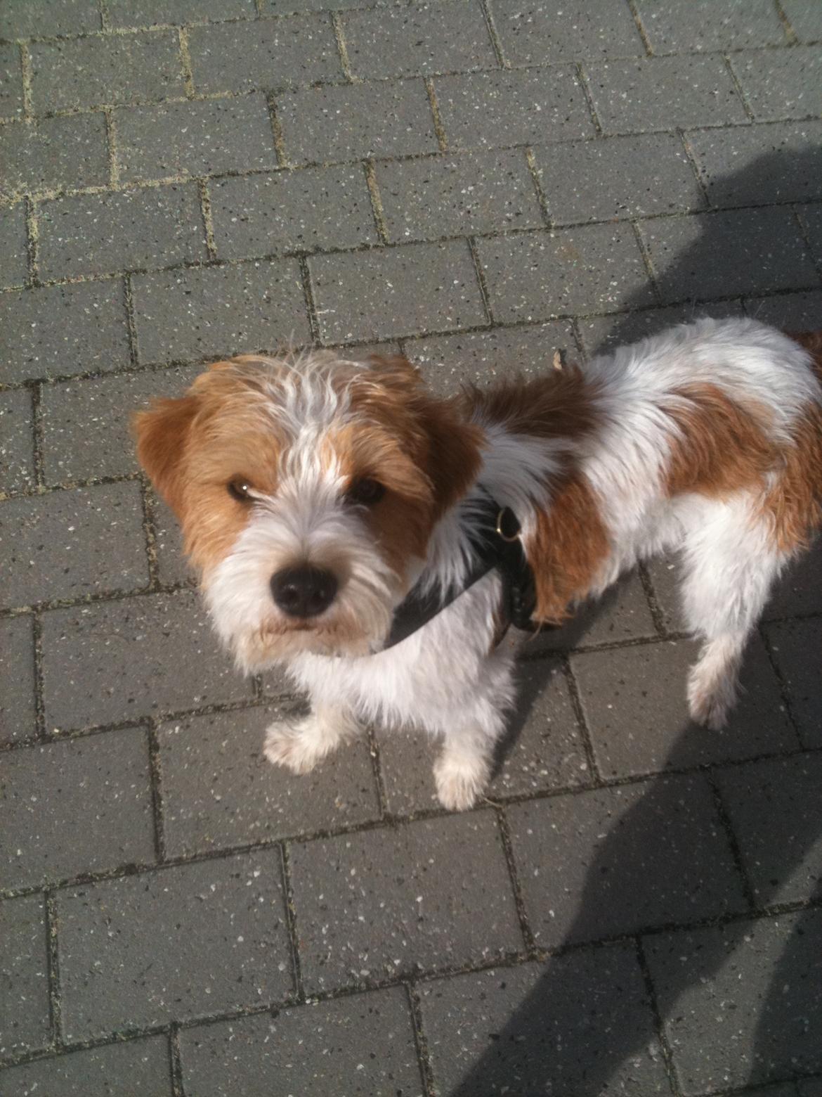 Kromfohrländer Betty billede 3