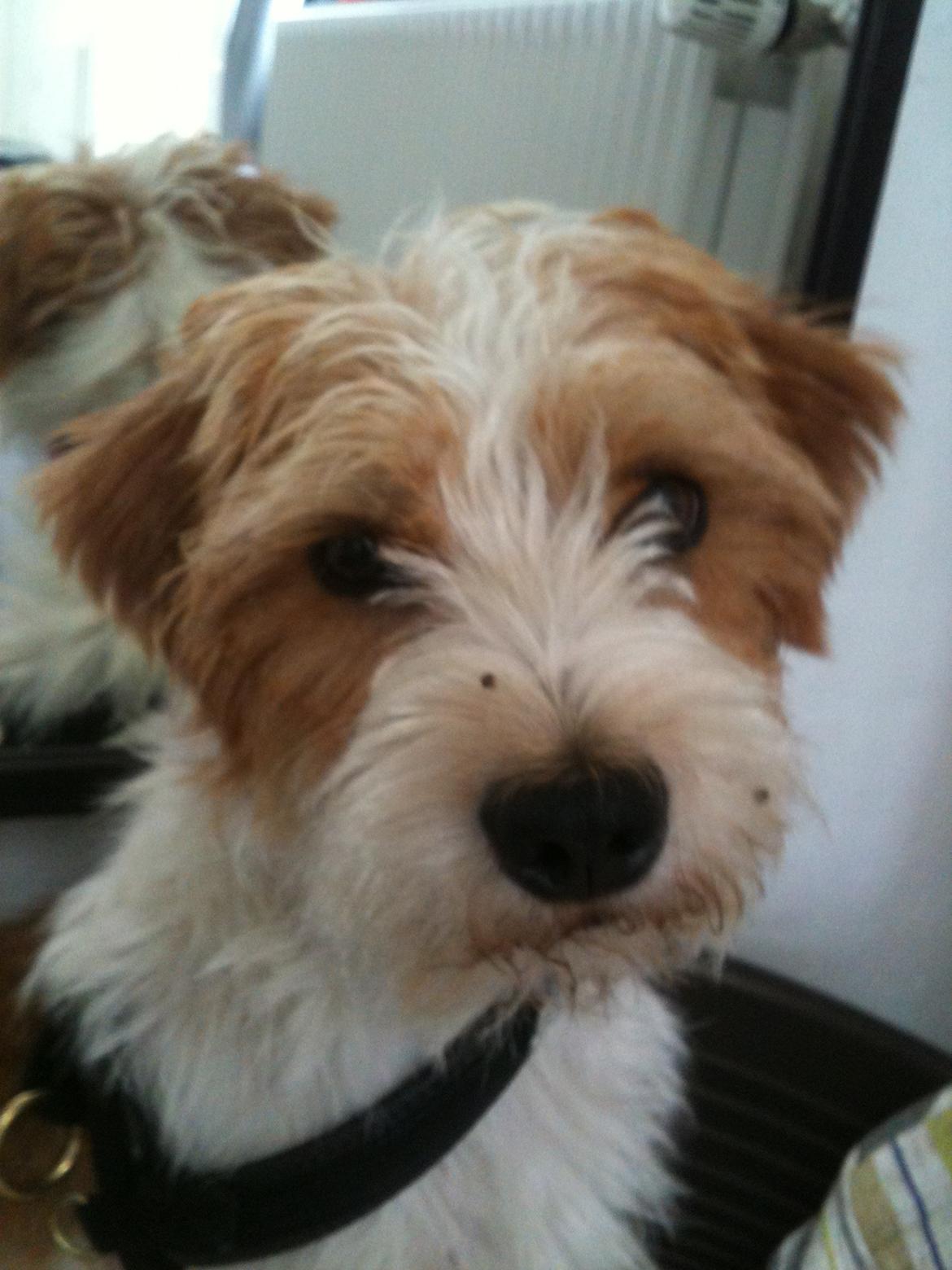 Kromfohrländer Betty billede 4