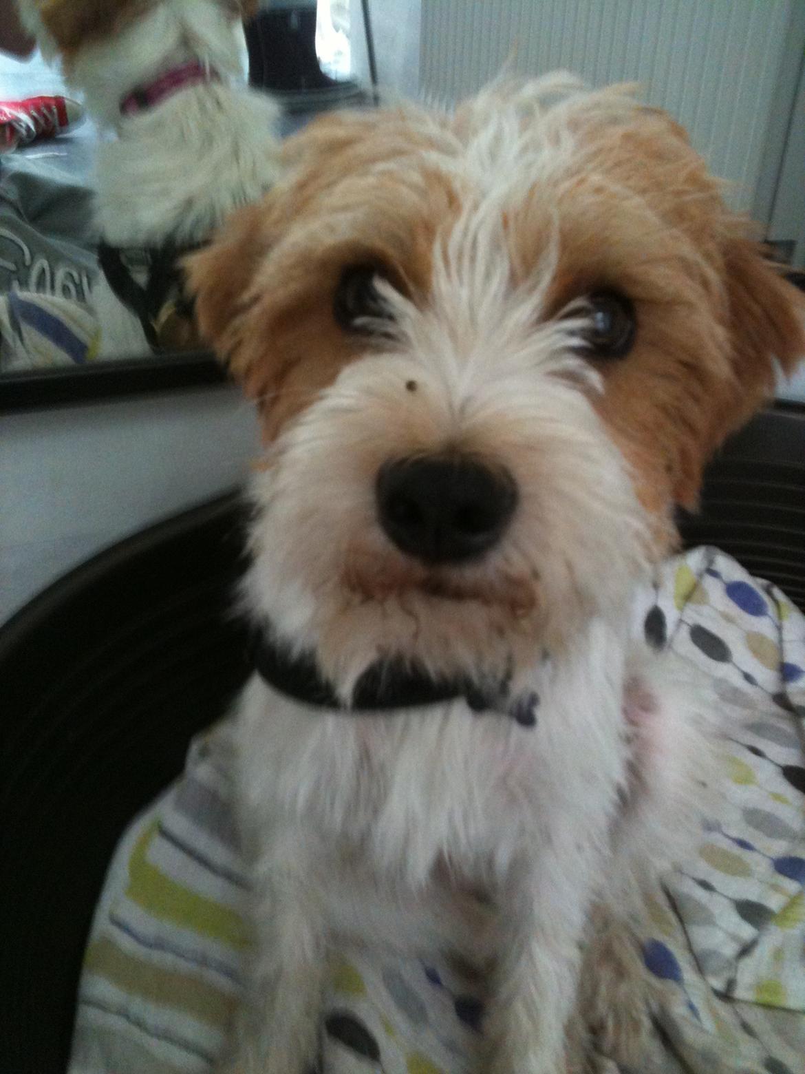 Kromfohrländer Betty billede 5