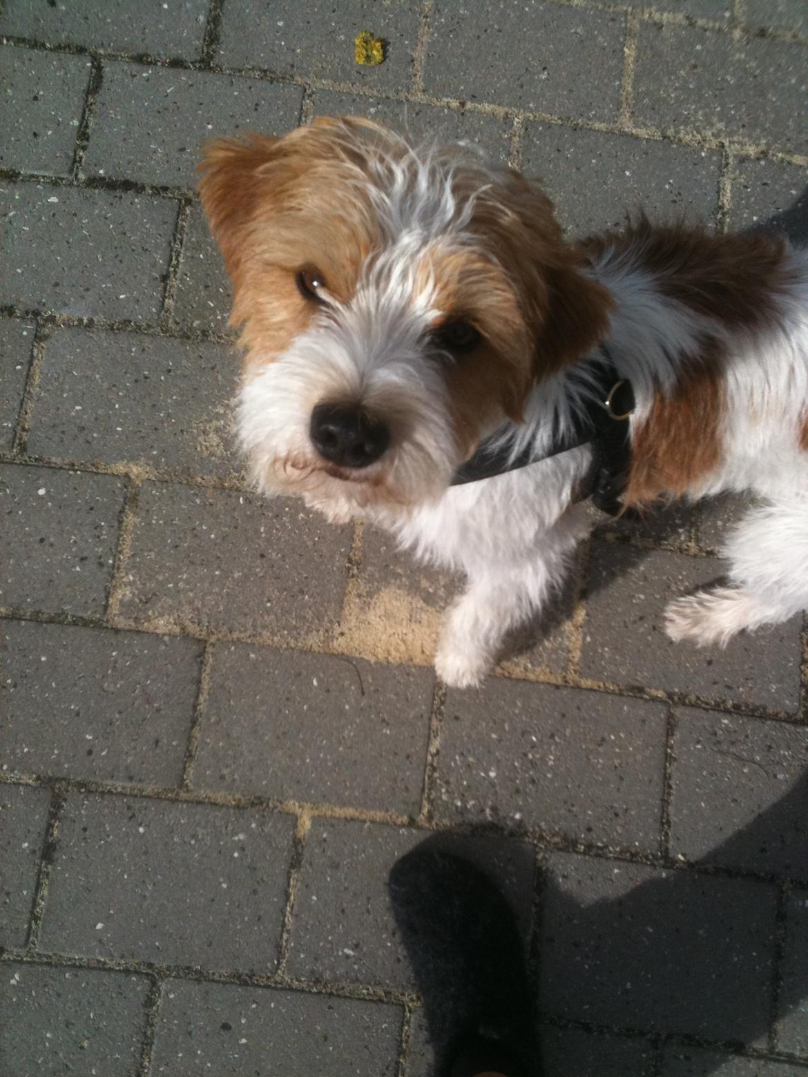 Kromfohrländer Betty billede 6