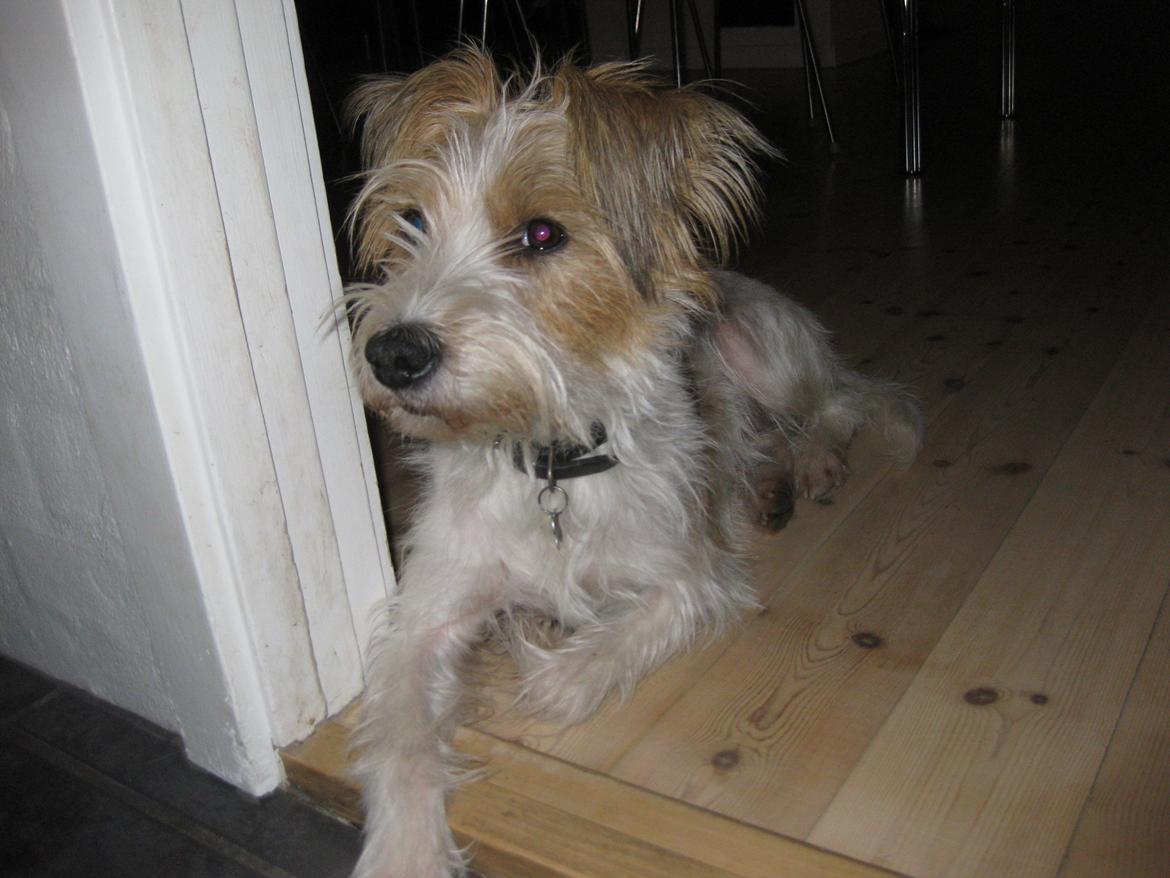 Kromfohrländer Alfrida billede 2