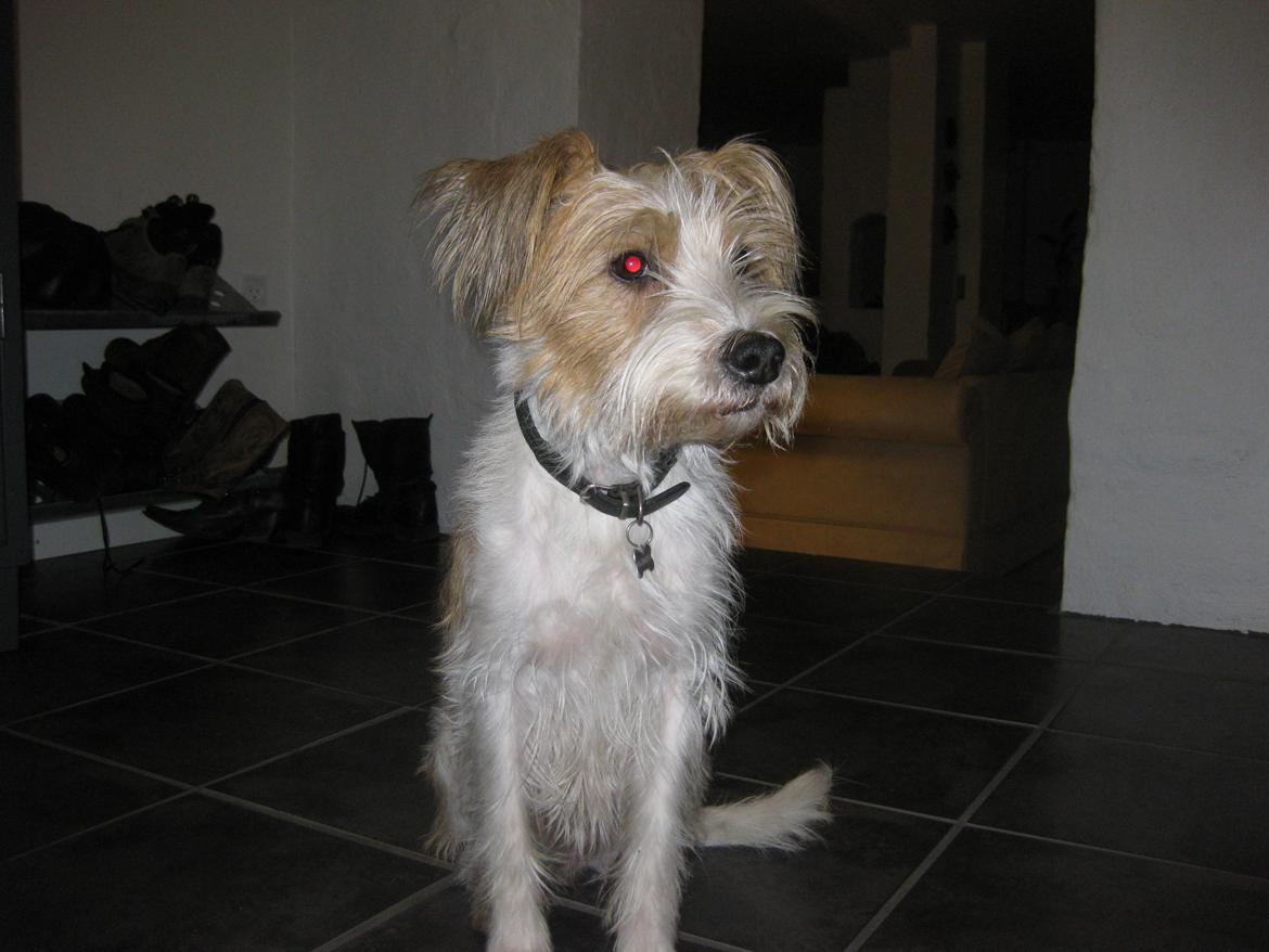 Kromfohrländer Alfrida billede 3